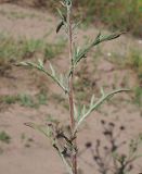 род Centaurea