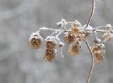 Humulus lupulus