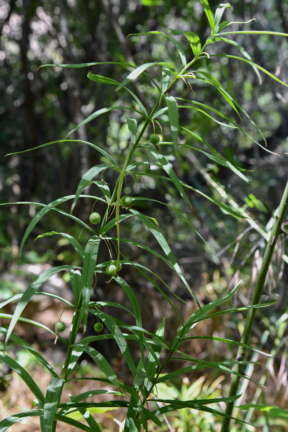 Изображение особи Polygonatum sewerzowii.