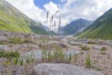 Calamagrostis balkharica. Цветущие растения. Кабардино-Балкария, Черекский р-н, долина реки Псыгансу, ≈ 2400 м н.у.м., донная морена. 30.07.2024.