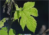 Humulus lupulus