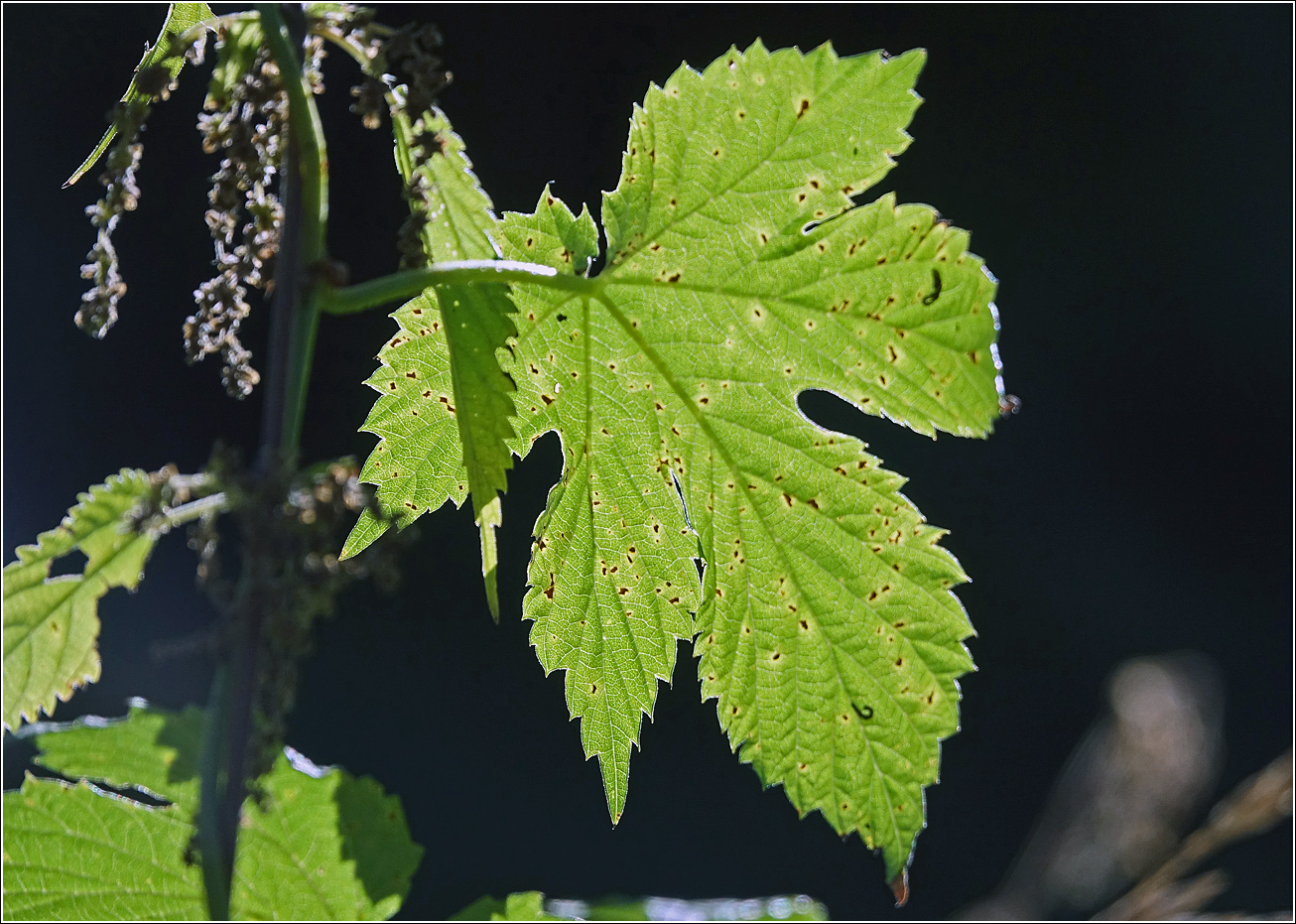 Image of Humulus lupulus specimen.