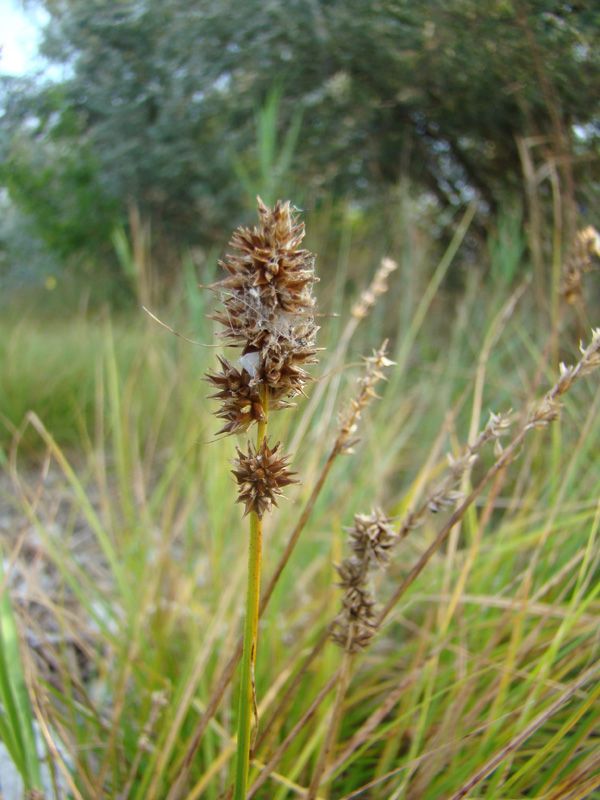 Изображение особи Carex otrubae.