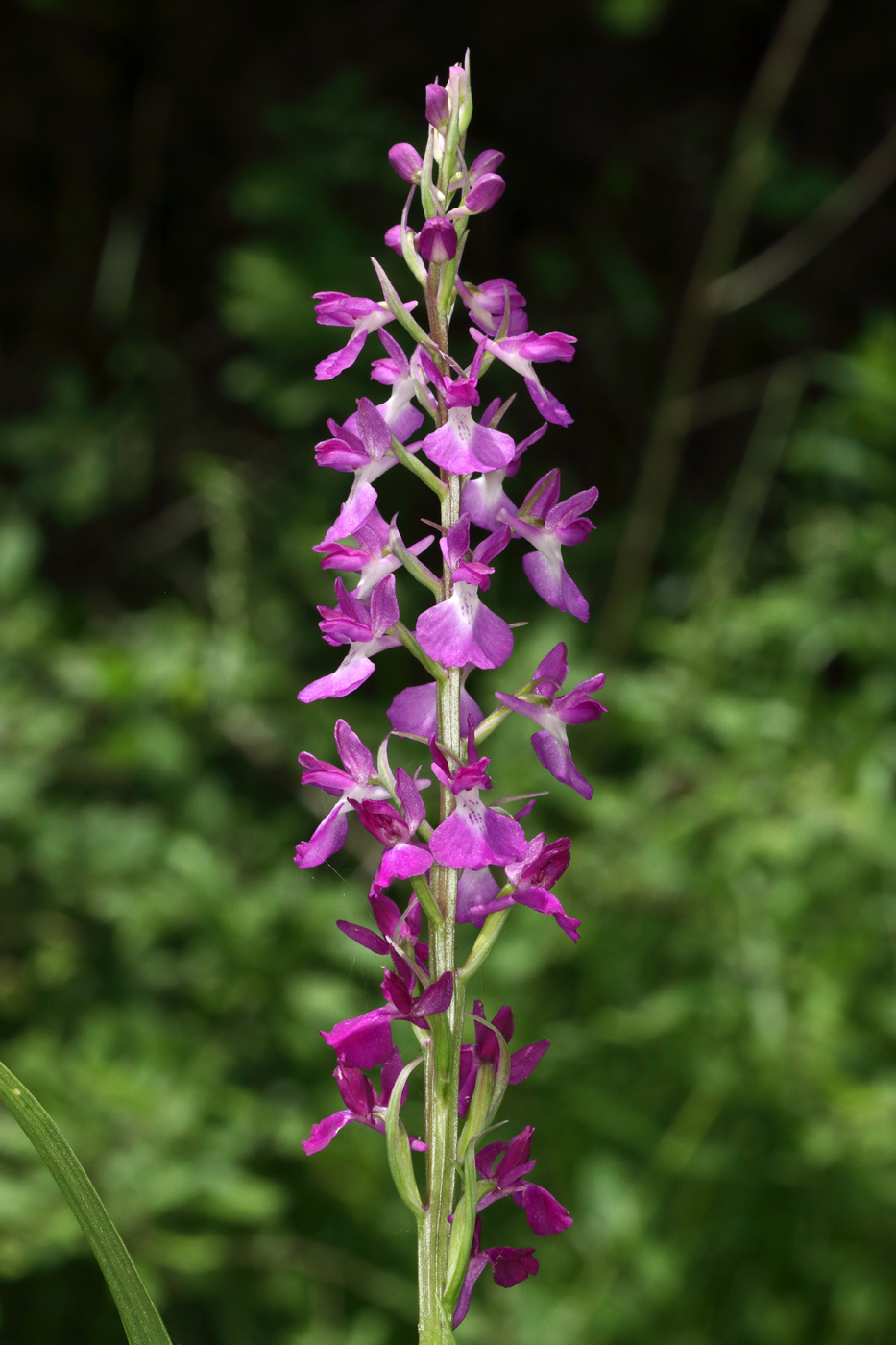 Изображение особи Anacamptis laxiflora ssp. dielsiana.