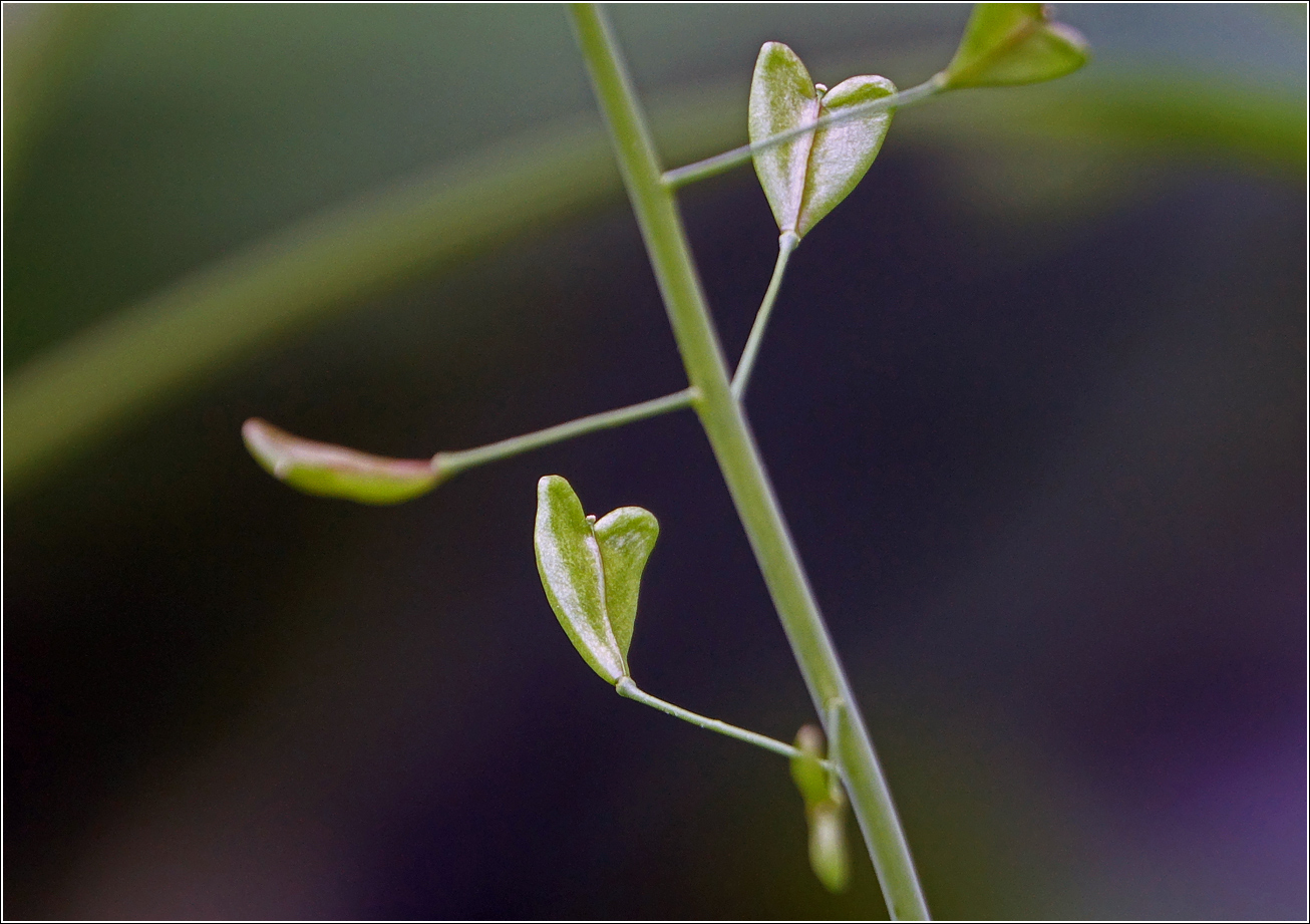 Image of Capsella bursa-pastoris specimen.