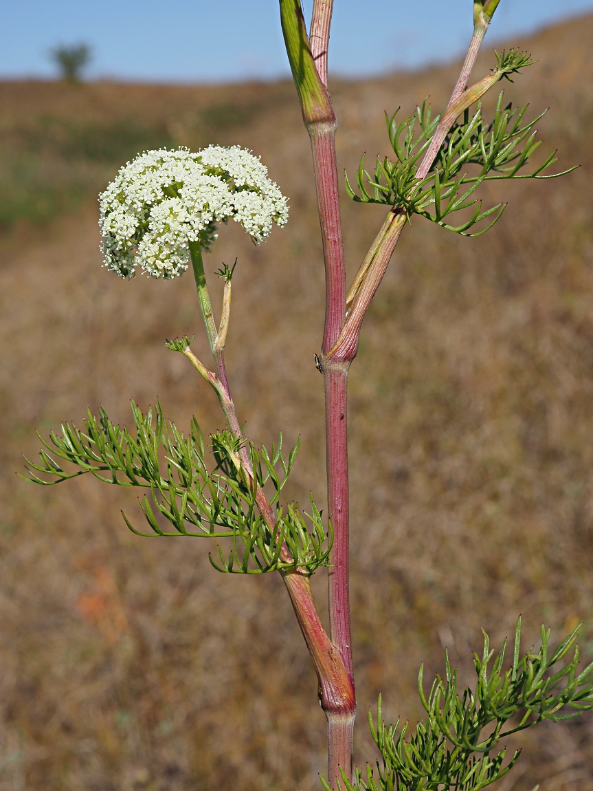 Image of Seseli annuum specimen.