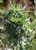 Eryngium campestre