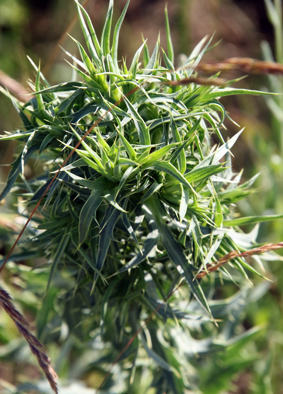 Изображение особи Eryngium campestre.