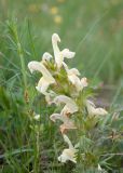 Pedicularis physocalyx