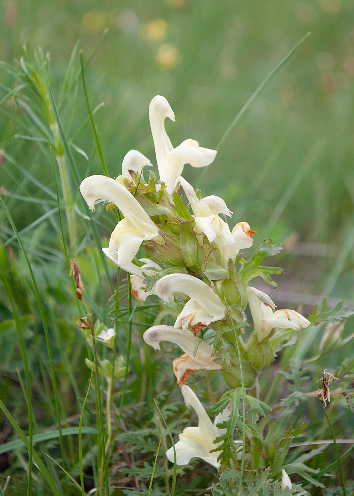 Image of Pedicularis physocalyx specimen.