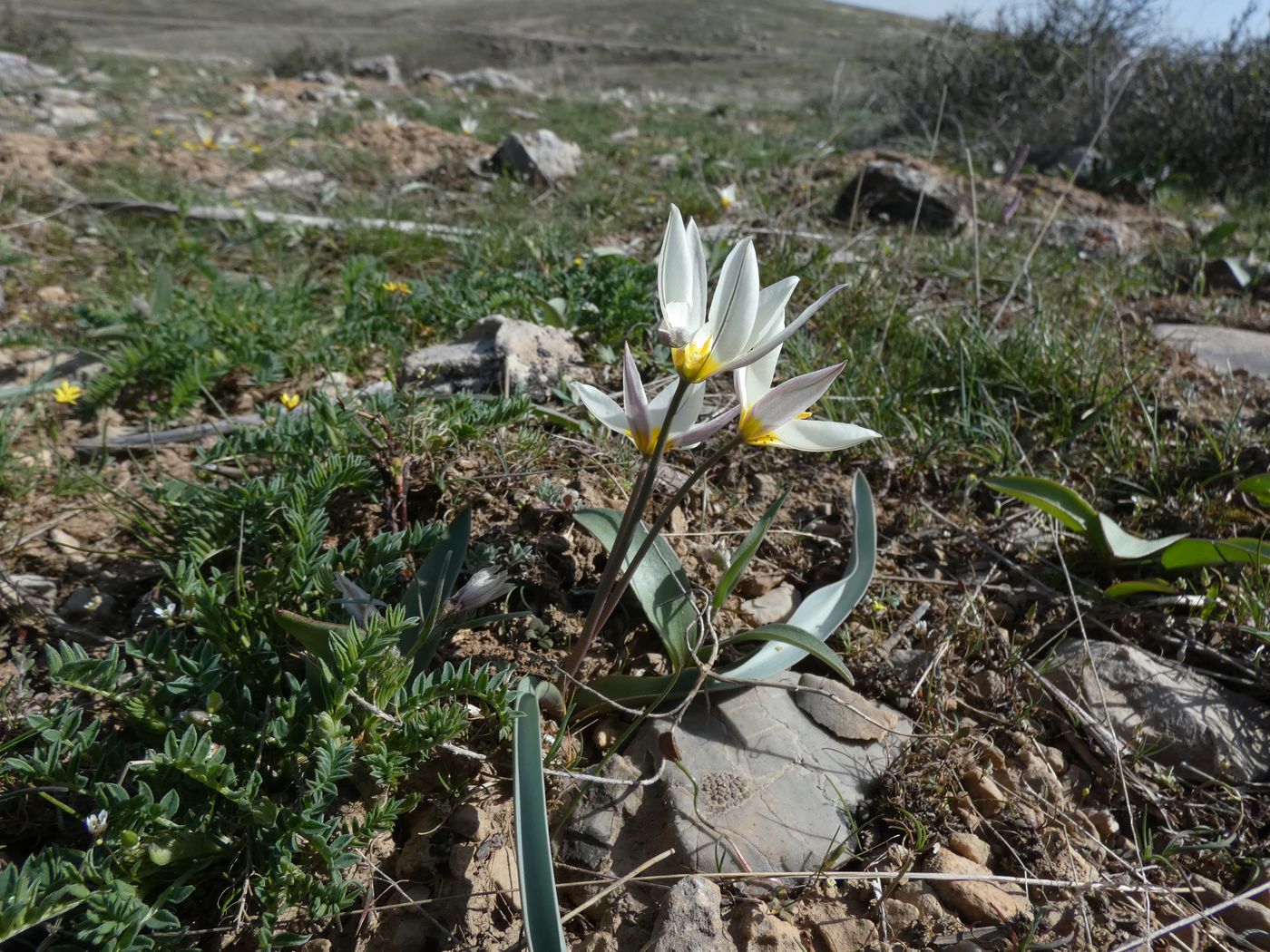 Изображение особи Tulipa bifloriformis.