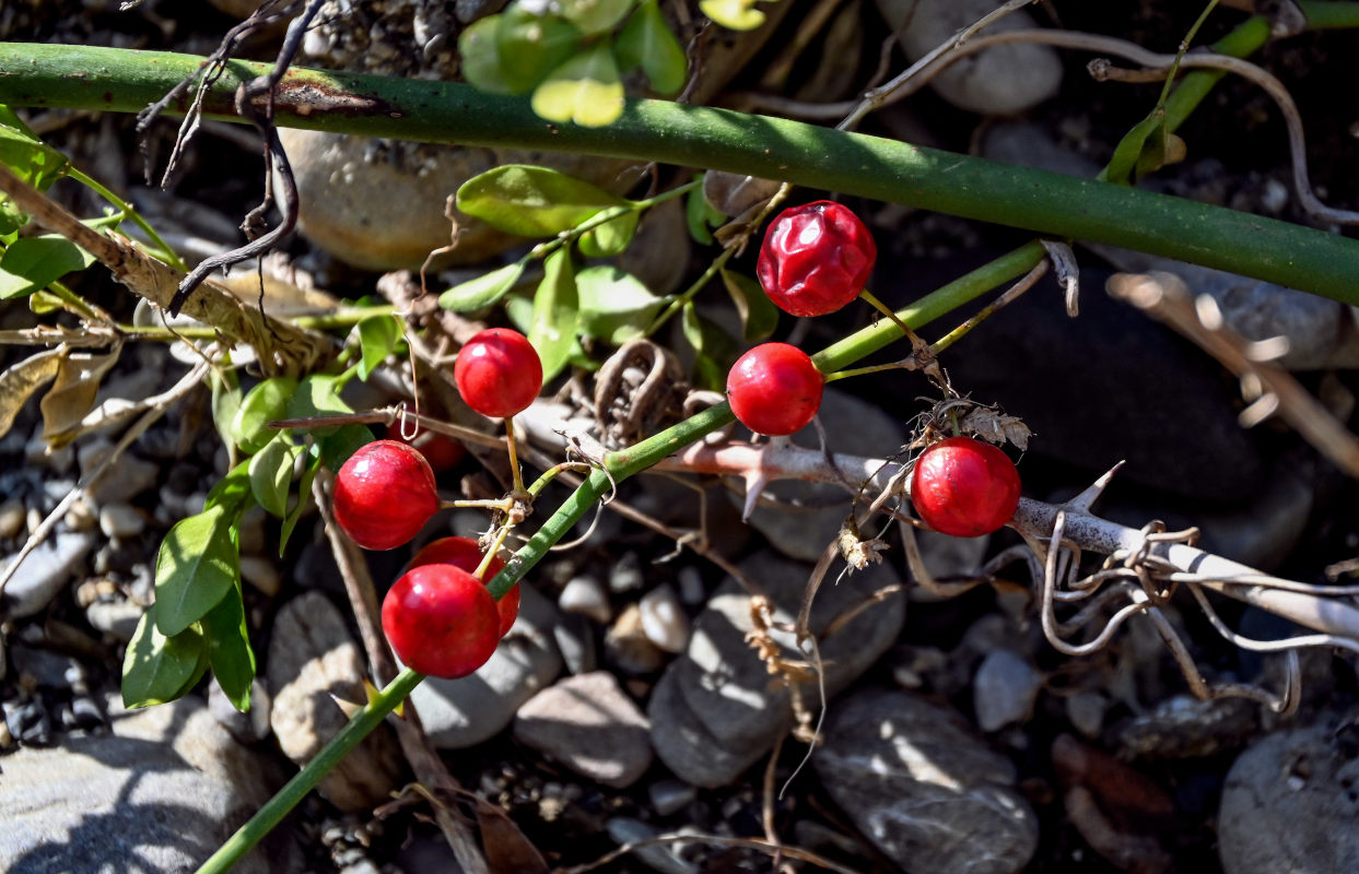 Image of Smilax excelsa specimen.