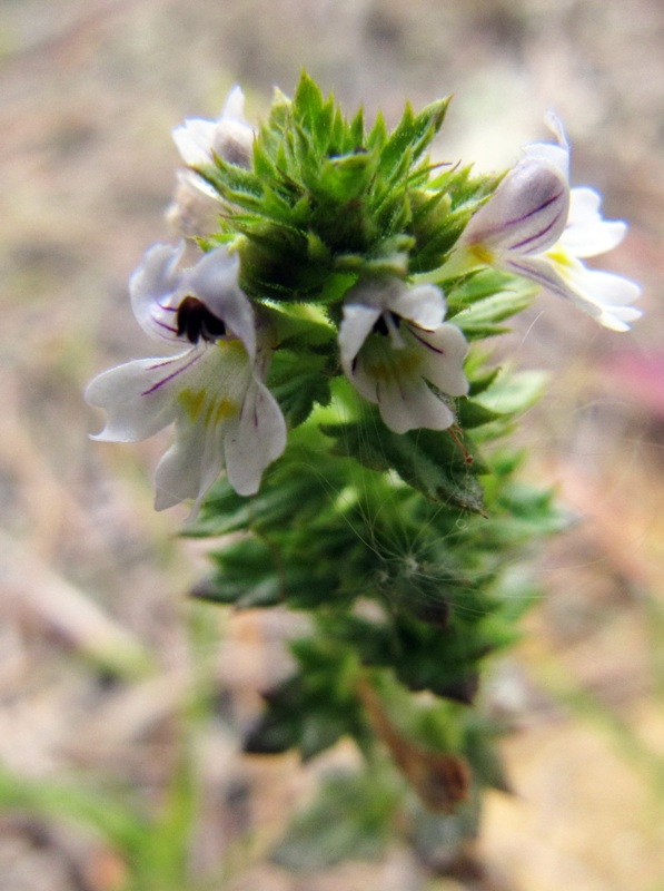 Image of Euphrasia frigida specimen.