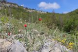 View full-size image Lathyrus setifolius
