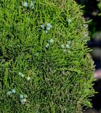 View full-size image genus Juniperus