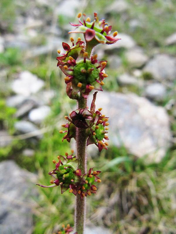 Изображение особи Micranthes hieraciifolia.