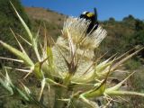 Смотреть изображение Cirsium turkestanicum