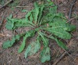 Смотреть изображение род Taraxacum