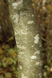 View full-size image Fagus sylvatica