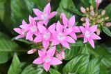 Смотреть изображение Pentas lanceolata