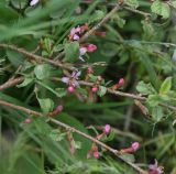 View full-size image Cerasus brachypetala