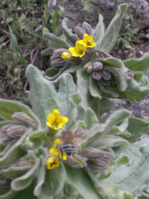 Изображение особи семейство Boraginaceae.