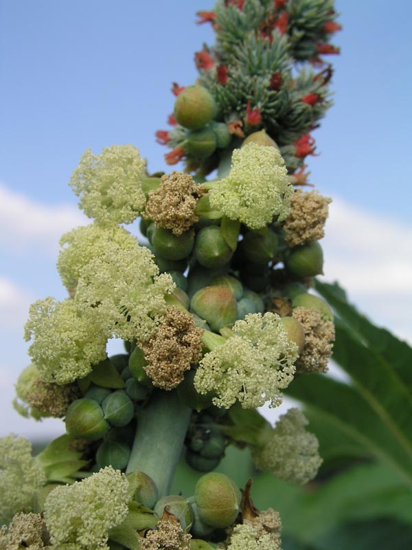 Image of Ricinus communis specimen.