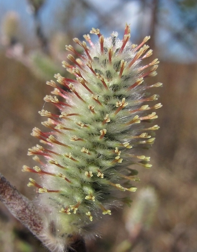 Image of Salix lapponum specimen.