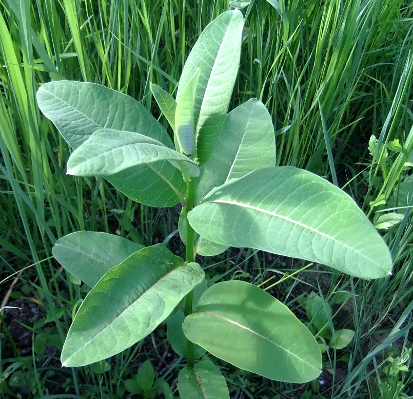 Изображение особи Asclepias syriaca.