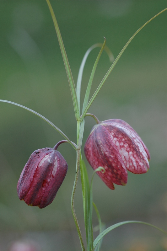 Изображение особи Fritillaria ferganensis.