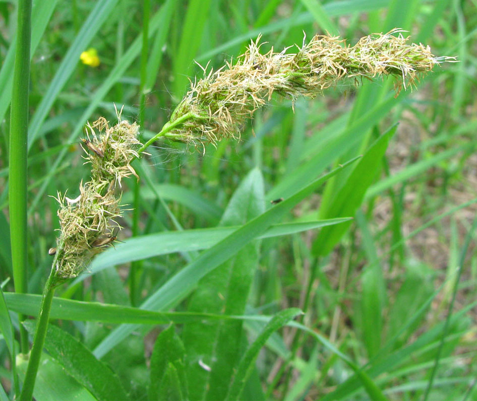 Изображение особи Carex spicata.