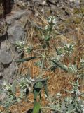 Marrubium peregrinum. Верхняя часть цветущего растения. Южный Берег Крыма, пгт Гурзуф, гора Болгатур. 15 июля 2011 г.
