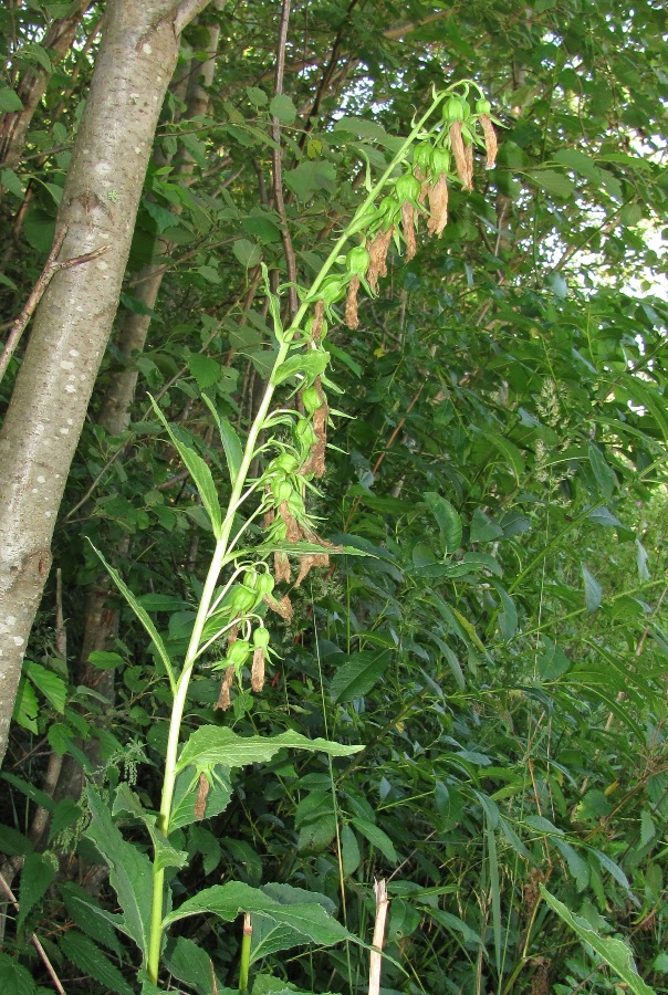 Image of Campanula latifolia specimen.