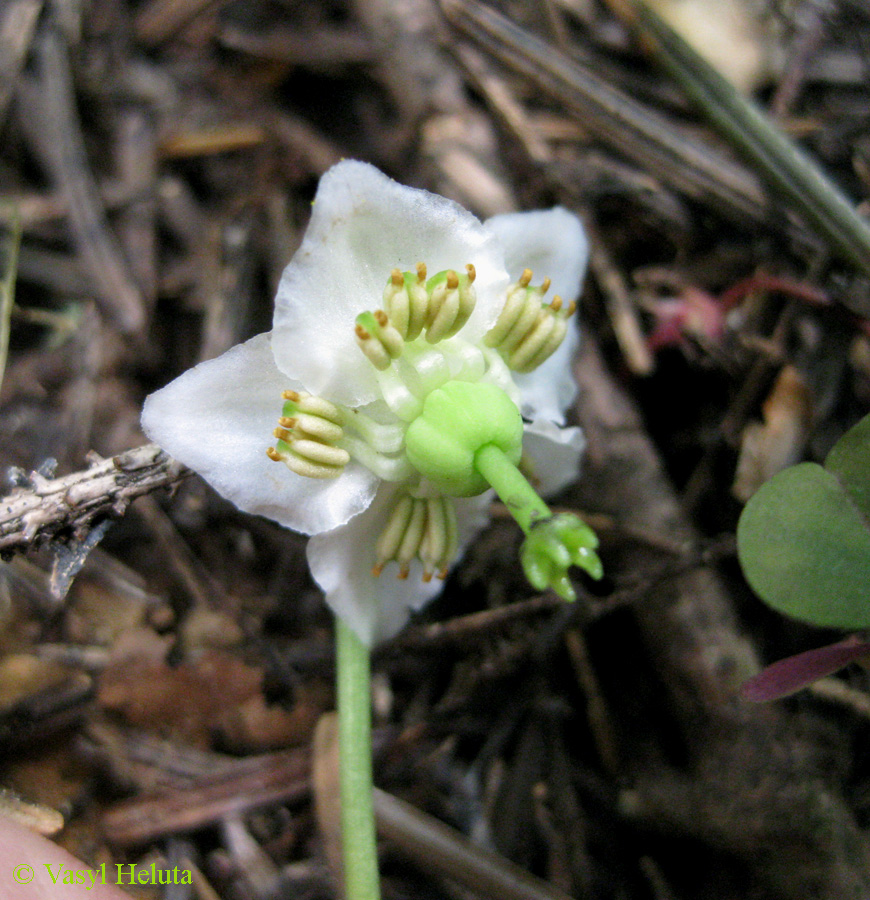 Image of Moneses uniflora specimen.