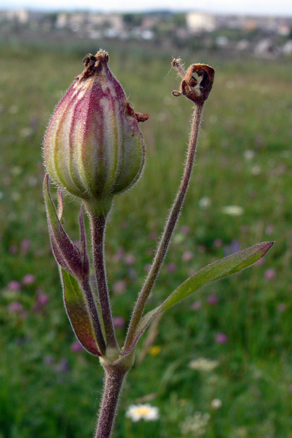 Image of Melandrium album specimen.