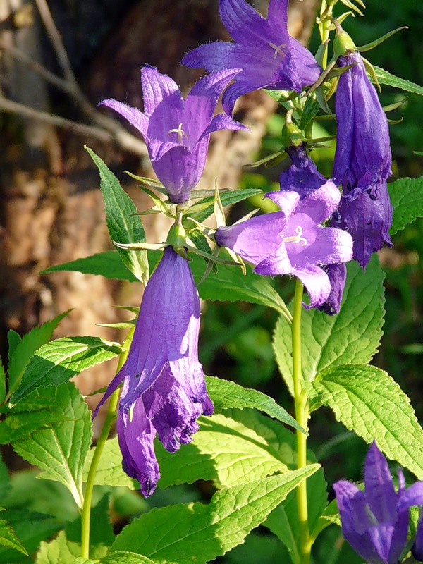 Image of Campanula latifolia specimen.