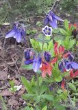 genus Aquilegia. Верхушка цветущего растения. Владивосток, Ботанический сад-институт ДВО РАН. 13 июня 2011 г.