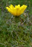 Hieracium umbellatum. Верхушка цветущего растения. Свердловская обл., окр. г. Североуральск, южная окраина Колонгинского водохранилища, болото. 09.08.2011.