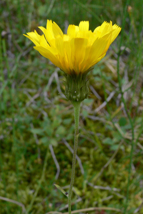 Изображение особи Hieracium umbellatum.