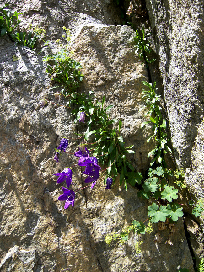 Image of Campanula saxifraga specimen.