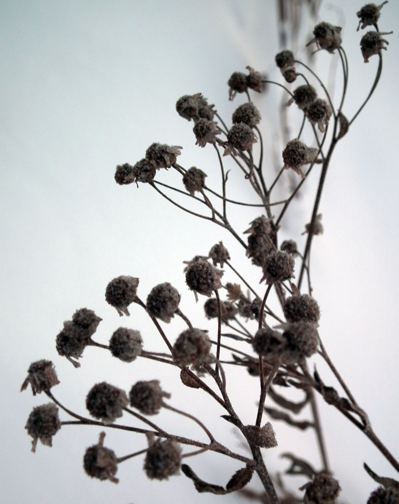 Image of Achillea cartilaginea specimen.