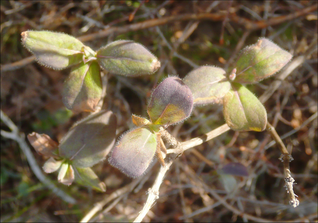 Изображение особи Lonicera etrusca.