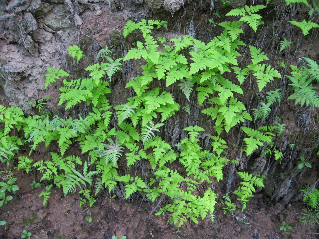 Image of Gymnocarpium dryopteris specimen.