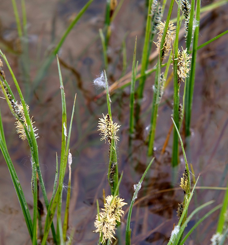 Image of Carex nigra specimen.