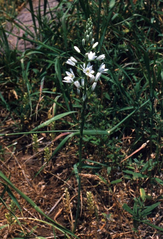 Image of Ornithogalum hajastanum specimen.