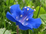 Phacelia campanularia