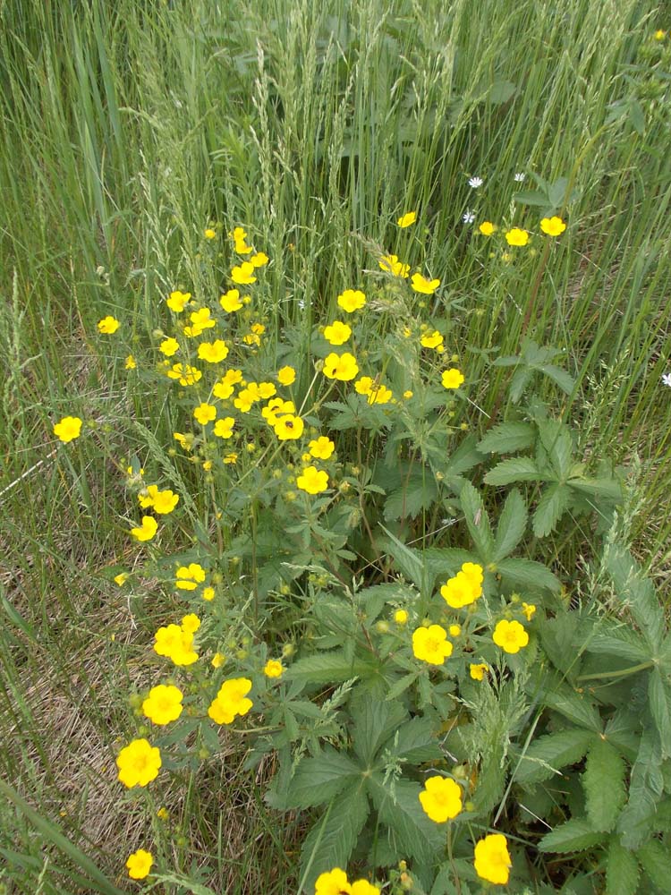 Изображение особи Potentilla chrysantha.