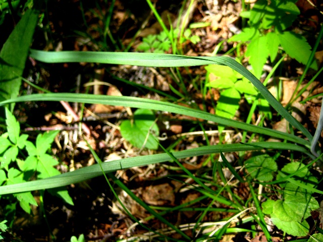 Изображение особи Zigadenus sibiricus.