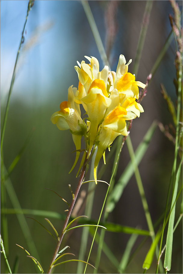 Изображение особи Linaria vulgaris.