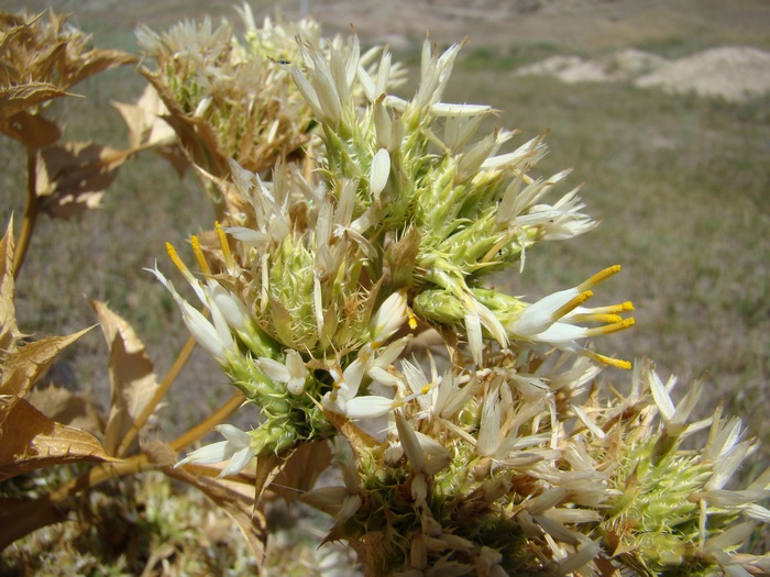 Image of Cousinia triflora specimen.